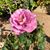 Susan Pezzotti's profile image
