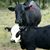 Pat Griggs's profile image