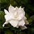 Karen Brickner's profile image