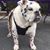 Lori Chatelain's profile image
