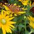Vicky Foat Gravel's profile image
