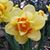 Mary D. Jarman Karr's profile image