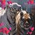 Shahzad Hamid's profile image