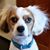Diane Scharffe's profile image