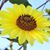 Nancy Von Hoene DeMaria's profile image