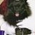 Pomeria Obr's profile image