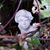 Sharon Smith Hankins's profile image