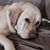 Lesley Blaess's profile image