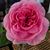 Ruth Reiser's profile image