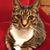 Lorraine Gagne's profile image
