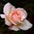 Lydia Hightower's profile image