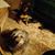 Jeannie Coakley Gibeault's profile image