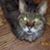 Sarah Biggs Hamel's profile image