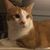 Badgett Simon's profile image