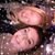 Anna Michelle Harrison's profile image