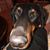 Amy Grenier's profile image
