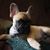 Dennis Bosman's profile image