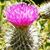 Mary Fulwiler's profile image