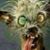 Alesi Atram's profile image