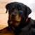 Dee Pare's profile image
