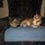 Brenda Hotze Sherman's profile image