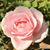 Arlene Snyder's profile image