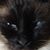 Connie Wilson Cameron's profile image