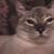 Rebecca Lamb's profile image
