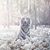 Ron Laudner's profile image