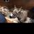 Susan Fuller-Roetman's profile image