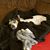 Courtney Walsh-Sickmeier's profile image