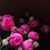 Zeinab Youssef Kassir's profile image