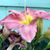 Cristina Avelar's profile image