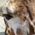 Janet Deisz Neely's profile image