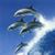 Karen Menard's profile image
