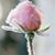 Paula Brzostowski's profile image