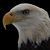 Judith Papa's profile image