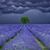 Heather Berger's profile image