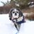 Lisa Packingham's profile image
