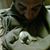 Massimo Longobardi's profile image