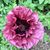 Janet Kay Davis's profile image
