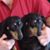 Mark Willaert's profile image