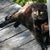 Buffy Schelhouse's profile image