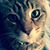 Candy Scott Chattin's profile image
