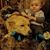 Amanda Lynn Wiedner's profile image