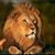Malikzada Aziz Afridi's profile image