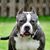 Ruger Chris W Keltec's profile image