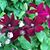 Kim Strausser-Schmuck's profile image