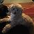 Diane S Butler's profile image
