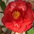 Phyllis Melton's profile image